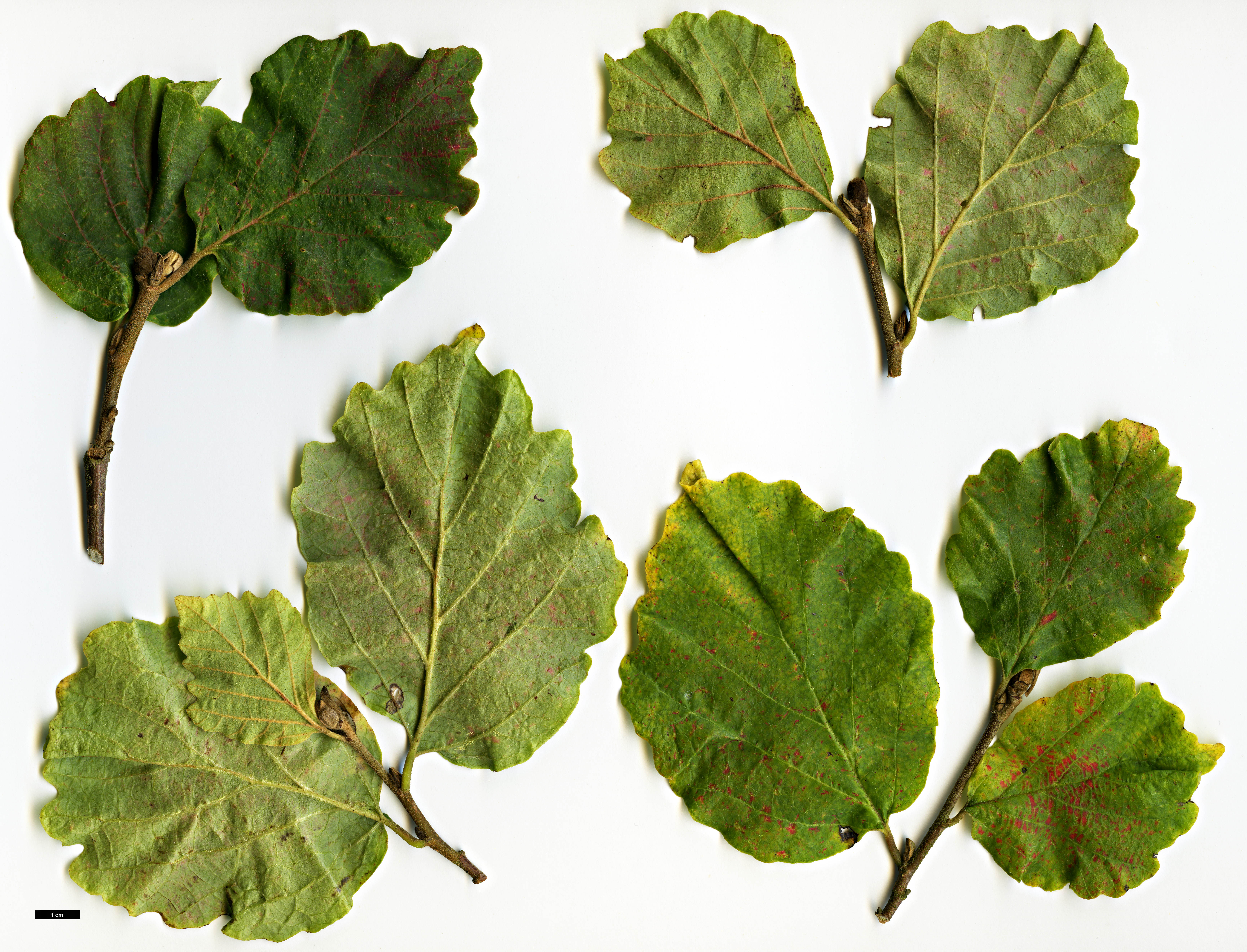 High resolution image: Family: Hamamelidaceae - Genus: Fothergilla - Taxon: ×intermedia (F.gardenii × F.major)